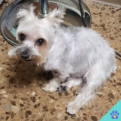 Peluquería canina Tonacan - Tudela