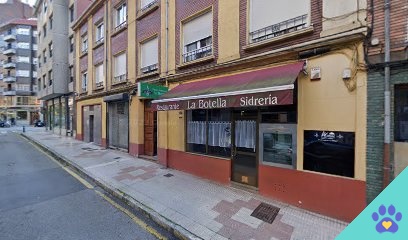 Perrillos A Lavar - Gijón