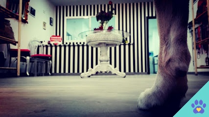Perruqueria canina Dog Stars - Alfafar