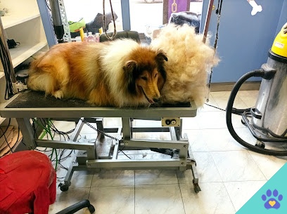 Perruqueria I Estètica Canina Purpure Dog - Mollerussa
