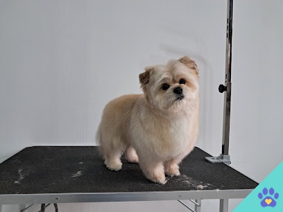 Salon De Estética Canina Dgcan - Zamora