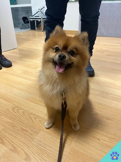 Sandog peluqueria canina y estética - Badajoz