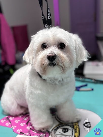Simplemente Guapo - Peluquería Canina - Gijón