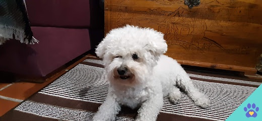 Snoopy Groomer - Peluqueria canina y felina - Peligros