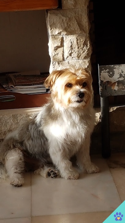 Stylecan Peluqueria Canina - Torredembarra